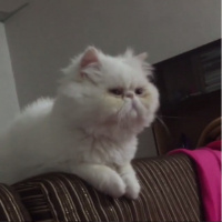 İran Kedisi (Persian), Kedi  Tepsi fotoğrafı