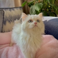 British Longhair, Kedi  Luna fotoğrafı