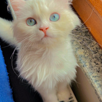 British Longhair, Kedi  Luna fotoğrafı
