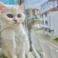 British Longhair, Kedi  Luna fotoğrafı