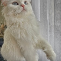 British Longhair, Kedi  Luna fotoğrafı