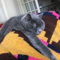 British Shorthair, Kedi  Bulut fotoğrafı