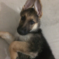 Alman Çoban Köpeği, Köpek  MAYA fotoğrafı