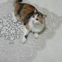 Tekir Kedi, Kedi  Prenses fotoğrafı