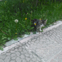 Tekir Kedi, Kedi  Süsslü fotoğrafı