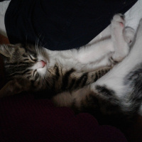 Tekir Kedi, Kedi  Süsslü fotoğrafı