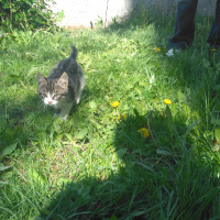 Tekir Kedi, Kedi  Süsslü fotoğrafı