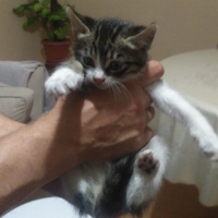 Tekir Kedi, Kedi  Süsslü fotoğrafı