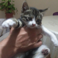 Tekir Kedi, Kedi  Süsslü fotoğrafı
