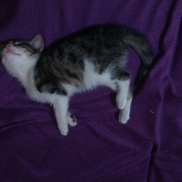 Tekir Kedi, Kedi  Süsslü fotoğrafı