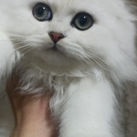 Scottish Fold, Kedi  British,scotish fotoğrafı