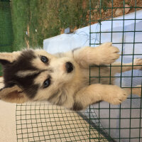 Sibirya Kurdu (Husky), Köpek  paşha fotoğrafı