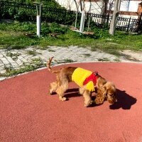 Amerikan Cocker Spaniel, Köpek  Lady fotoğrafı