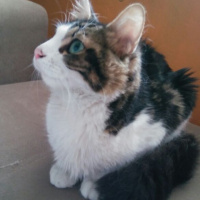 Tekir Kedi, Kedi  Çıtır fotoğrafı
