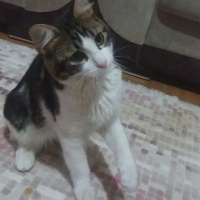 Tekir Kedi, Kedi  Çıtır fotoğrafı