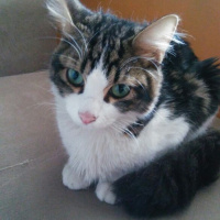 Tekir Kedi, Kedi  Çıtır fotoğrafı