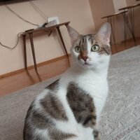 Tekir Kedi, Kedi  Duman fotoğrafı