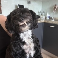 Maltese, Köpek  Mojo fotoğrafı
