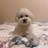 Poodle (Minyatür Kaniş), Köpek  Alvin fotoğrafı