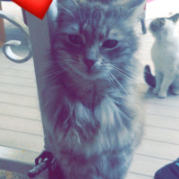 American Bobtail, Kedi  Gümüş fotoğrafı