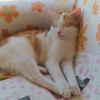 Sarman, Kedi  Behlül Balkaymak TATLITÜY fotoğrafı
