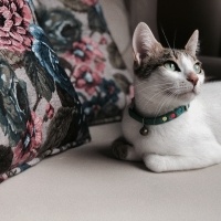Tekir Kedi, Kedi  Kiraz fotoğrafı