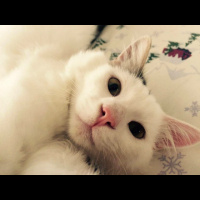 Tekir Kedi, Kedi  Pamuk fotoğrafı