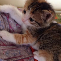 Tekir Kedi, Kedi  Bıcırık fotoğrafı