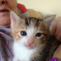 Tekir Kedi, Kedi  Bıcırık fotoğrafı