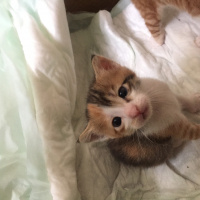 Tekir Kedi, Kedi  Bıcırık fotoğrafı