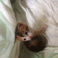 Tekir Kedi, Kedi  Bıcırık fotoğrafı