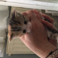 Tekir Kedi, Kedi  Bıcırık fotoğrafı