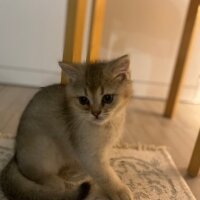 British Shorthair, Kedi  Bobi jack fotoğrafı