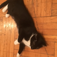 Tekir Kedi, Kedi  çizgi fotoğrafı