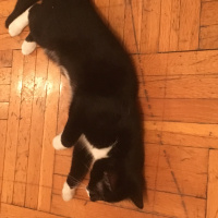 Tekir Kedi, Kedi  çizgi fotoğrafı