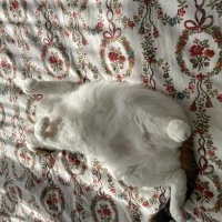 Tekir Kedi, Kedi  Hüsnü fotoğrafı
