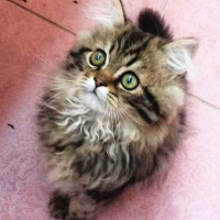 Chinchilla, Kedi  Dominik fotoğrafı