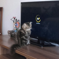 Chinchilla, Kedi  Dominik fotoğrafı