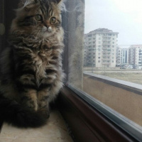 Chinchilla, Kedi  Dominik fotoğrafı