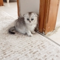 Scottish Fold, Kedi  Luna fotoğrafı