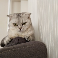Scottish Fold, Kedi  Luna fotoğrafı