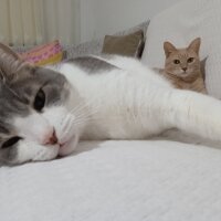 Soke, Kedi  Lokum fotoğrafı