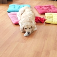 Golden Retriever, Köpek  Fıstık fotoğrafı
