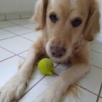 Golden Retriever, Köpek  Fıstık fotoğrafı