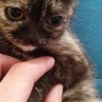 British Shorthair, Kedi  Mia fotoğrafı