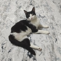 Tuxedo (Smokin) Kedi, Kedi  ❤️Şanslı❤️ fotoğrafı