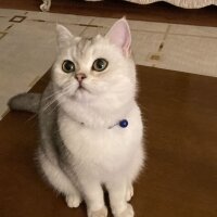 British Shorthair, Kedi  paşa fotoğrafı