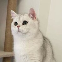 British Shorthair, Kedi  paşa fotoğrafı