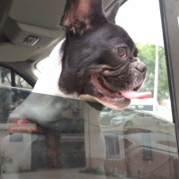 Fransız Bulldog, Köpek  Fındık fotoğrafı