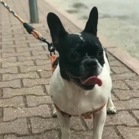 Fransız Bulldog, Köpek  Fındık fotoğrafı